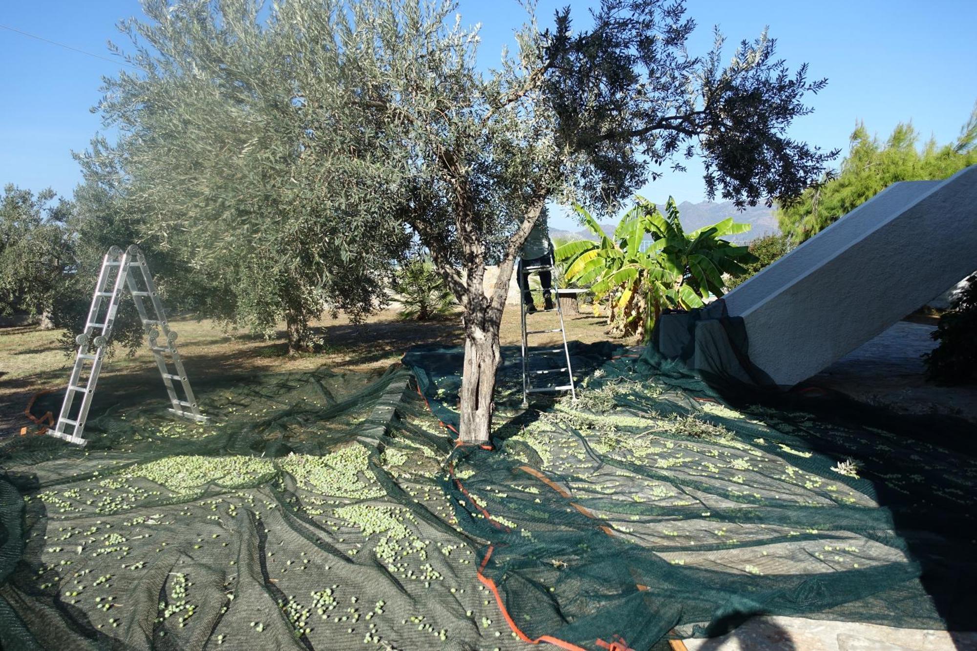 Villa In Kalloni Direkt Am Meer, Tolle Aussicht Eksteriør bilde